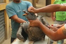 В Перу будут лечить дикого андского кондора с больной ногой