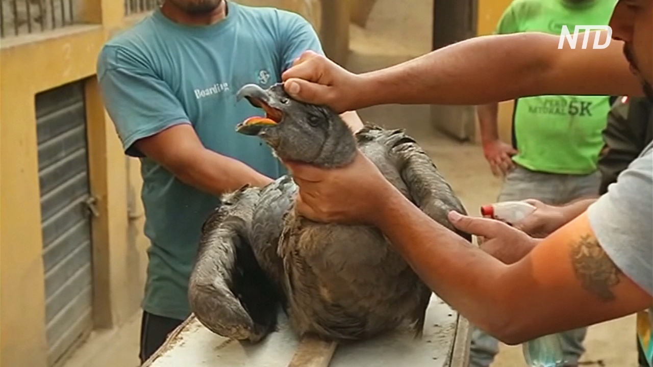В Перу будут лечить дикого андского кондора с больной ногой