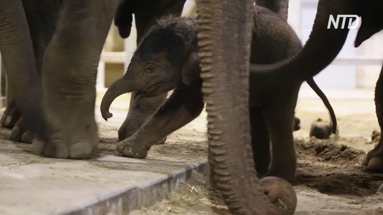 Новорождённый слонёнок делает первые шаги в бельгийском зоопарке