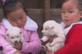 Собаки породы пхунсан – национальная гордость северокорейцев