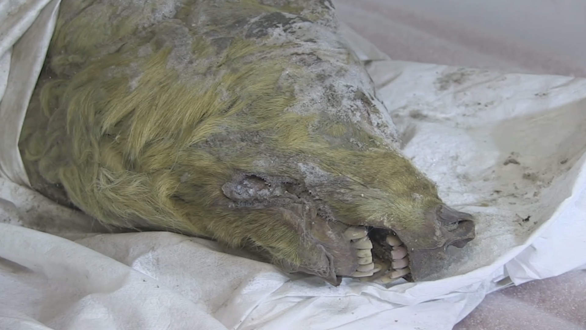 В Сибири нашли голову волка, жившего в ледниковый период