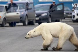 Голодный полярный медведь забрёл в Норильск
