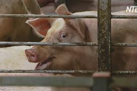 Эксперты считают, что в Китае вспышка африканской чумы поразила до 30% свиней