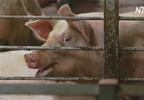 Эксперты считают, что в Китае вспышка африканской чумы поразила до 30% свиней