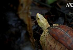 Во Вьетнаме пытаются спасти несколько исчезающих видов черепах