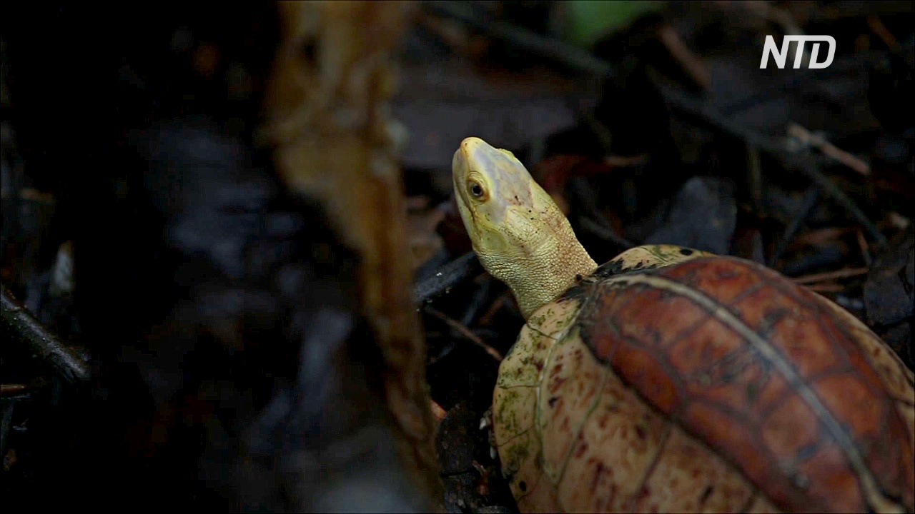Во Вьетнаме пытаются спасти несколько исчезающих видов черепах
