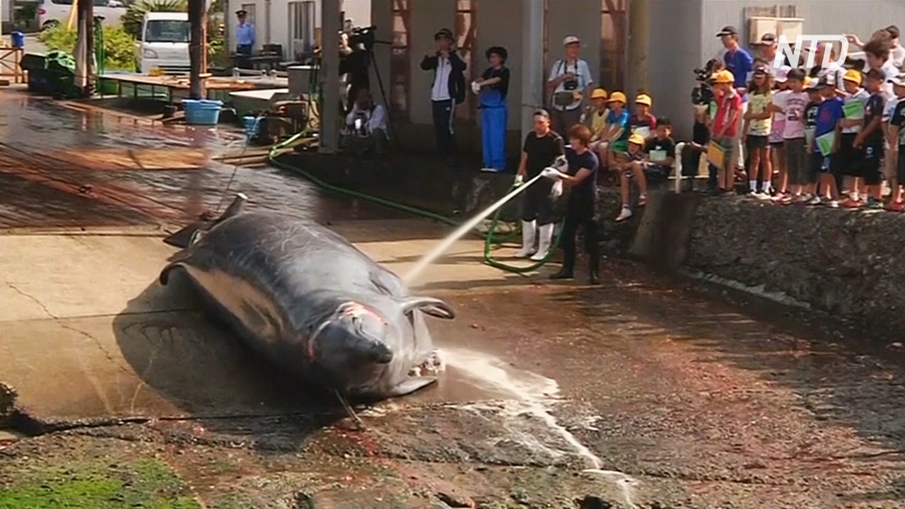 В японском городе Вада надеются сохранить традиции китобойного промысла