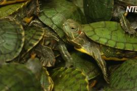 В Малайзии задержали контрабандистов с 5000 красноухих черепах