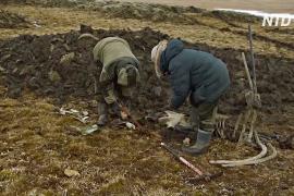 В России нашли кости мамонта, которые обрабатывал древний человек