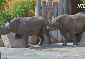 Пять носорогов из Европы помогут спасти популяцию в Руанде