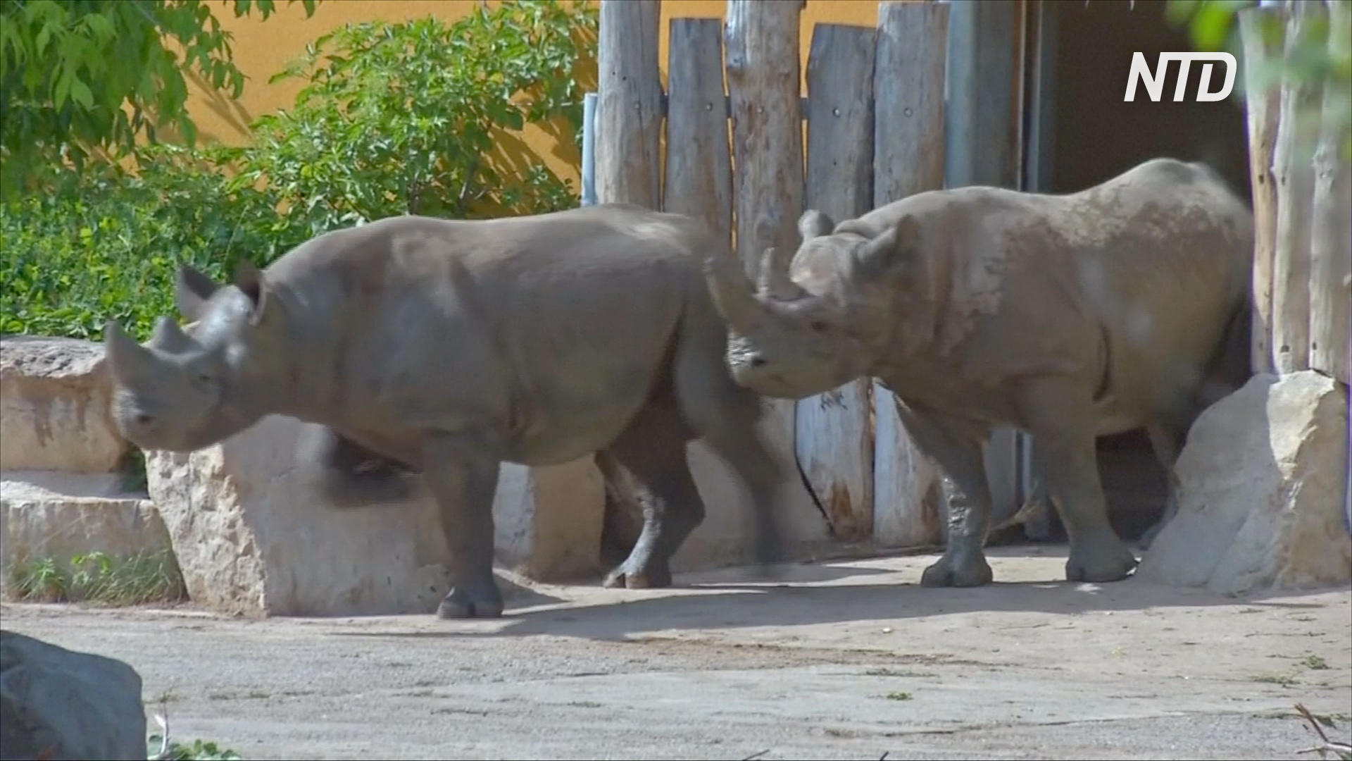 Пять носорогов из Европы помогут спасти популяцию в Руанде