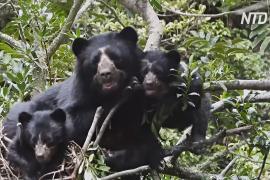 Эквадорский фермер спасает популяцию очковых медведей