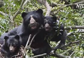 Эквадорский фермер спасает популяцию очковых медведей