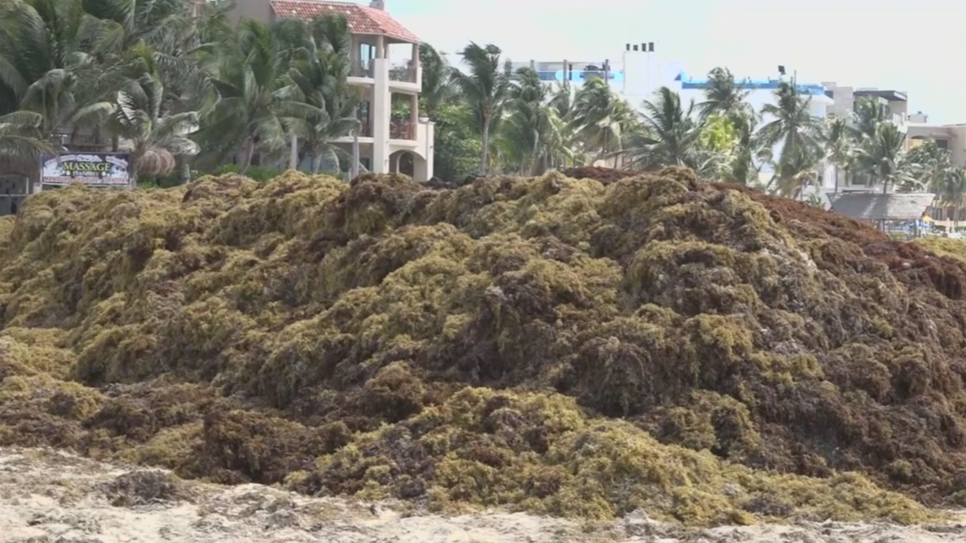 Туризму в Мексике угрожает масштабное нашествие водорослей