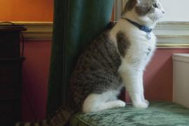 Какую должность занимает титулованный кот в резиденции британского премьера