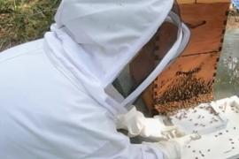 Как собрать пчелиный яд и не убить пчелу?