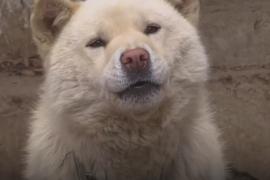 Как выглядят пхусаны – северокорейские собаки, выведенные от волков