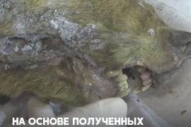В Сибири нашли голову волка, жившего 40 тыс. лет назад
