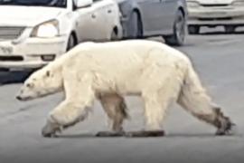 Истощённый белый медведь забрёл в Норильск