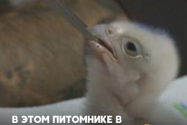 Кыргызский питомник разводит соколят и кречетов
