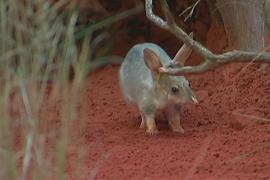 Как в Австралии спасают кроличьих бандикутов