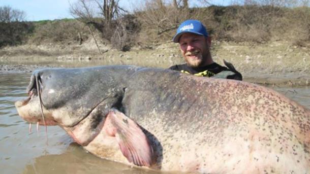 Рыбак поймал сома-гиганта размером с акулу
