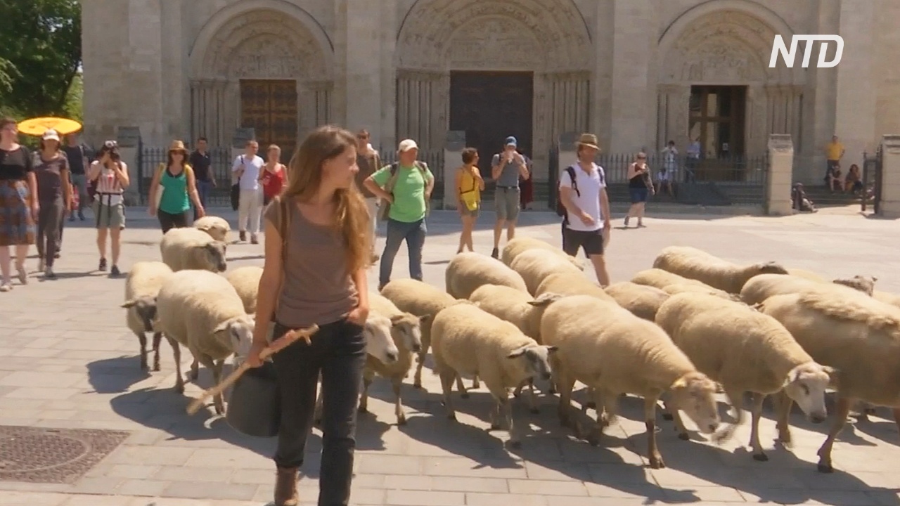 Стадо овец попасётся в городах Франции, напоминая о традициях