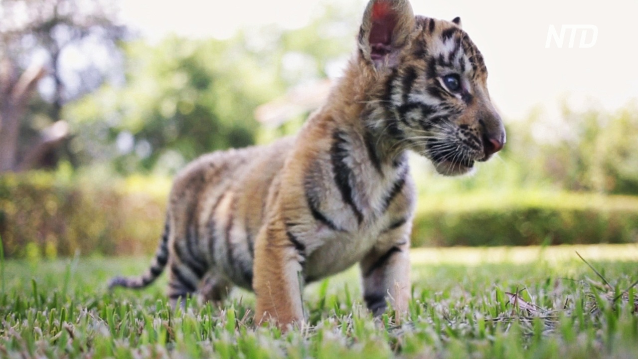 Знакомство с миром: бенгальские тигрята вышли на публику в зоопарке Гуадалупе