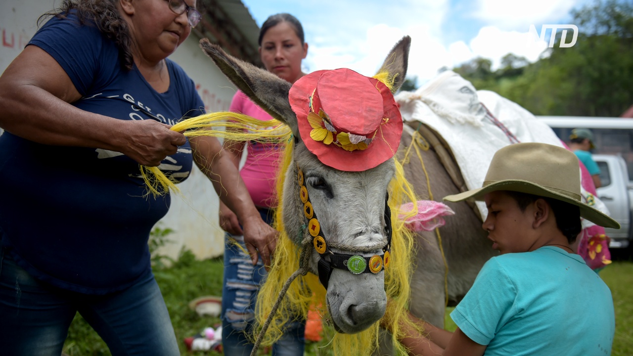 В Колумбии прошёл фестиваль ослов