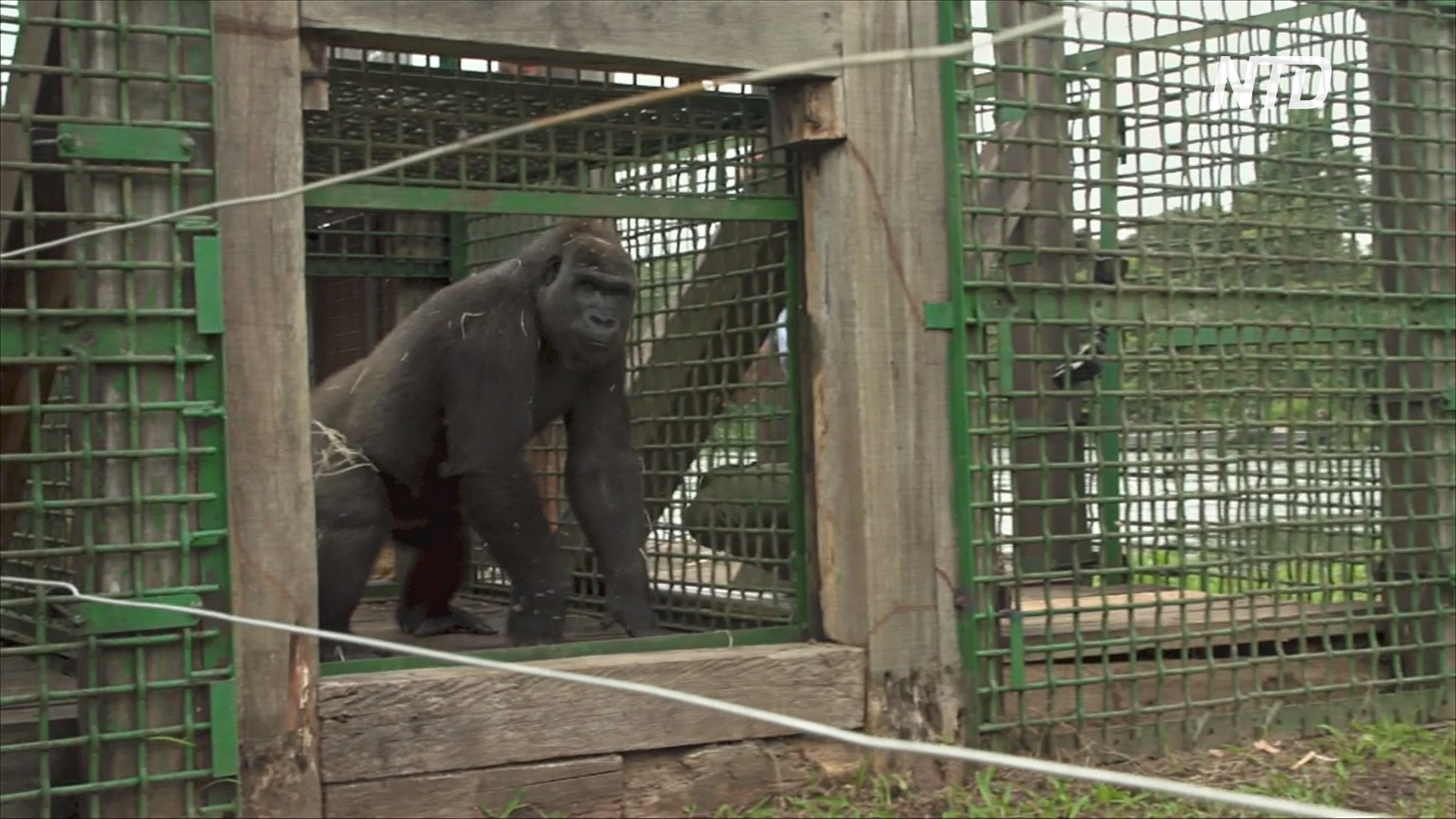 Двух горилл из французского зоопарка поселили в нацпарке Габона
