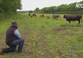 Опера для коров: как ветеринар лечит бурёнок от меланхолии
