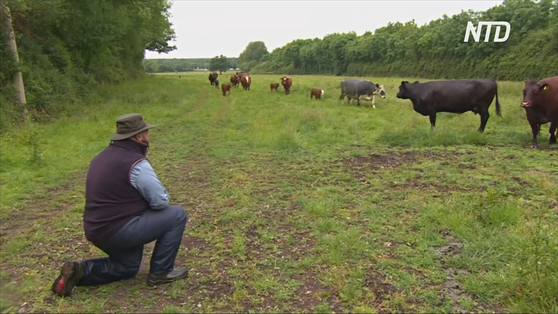 Опера для коров: как ветеринар лечит бурёнок от меланхолии