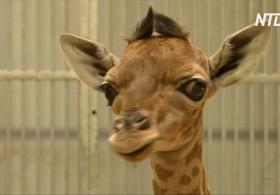 Жирафёнок редкого вида кордофан дебютирует в зоопарке Парижа