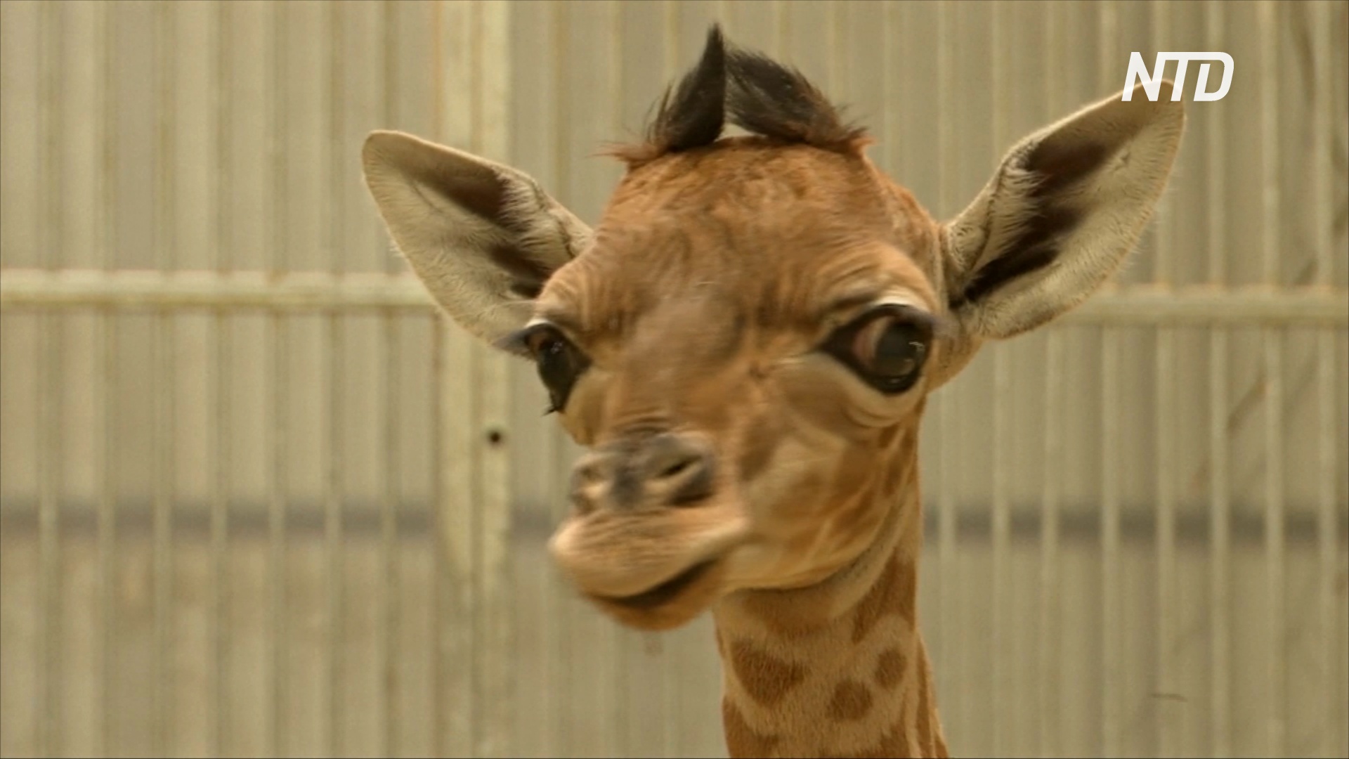 Жирафёнок редкого вида кордофан дебютирует в зоопарке Парижа