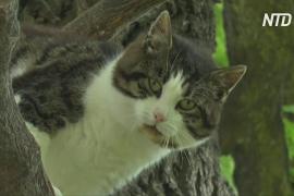 В Польше кот шесть лет живёт на дубе и вниз не собирается