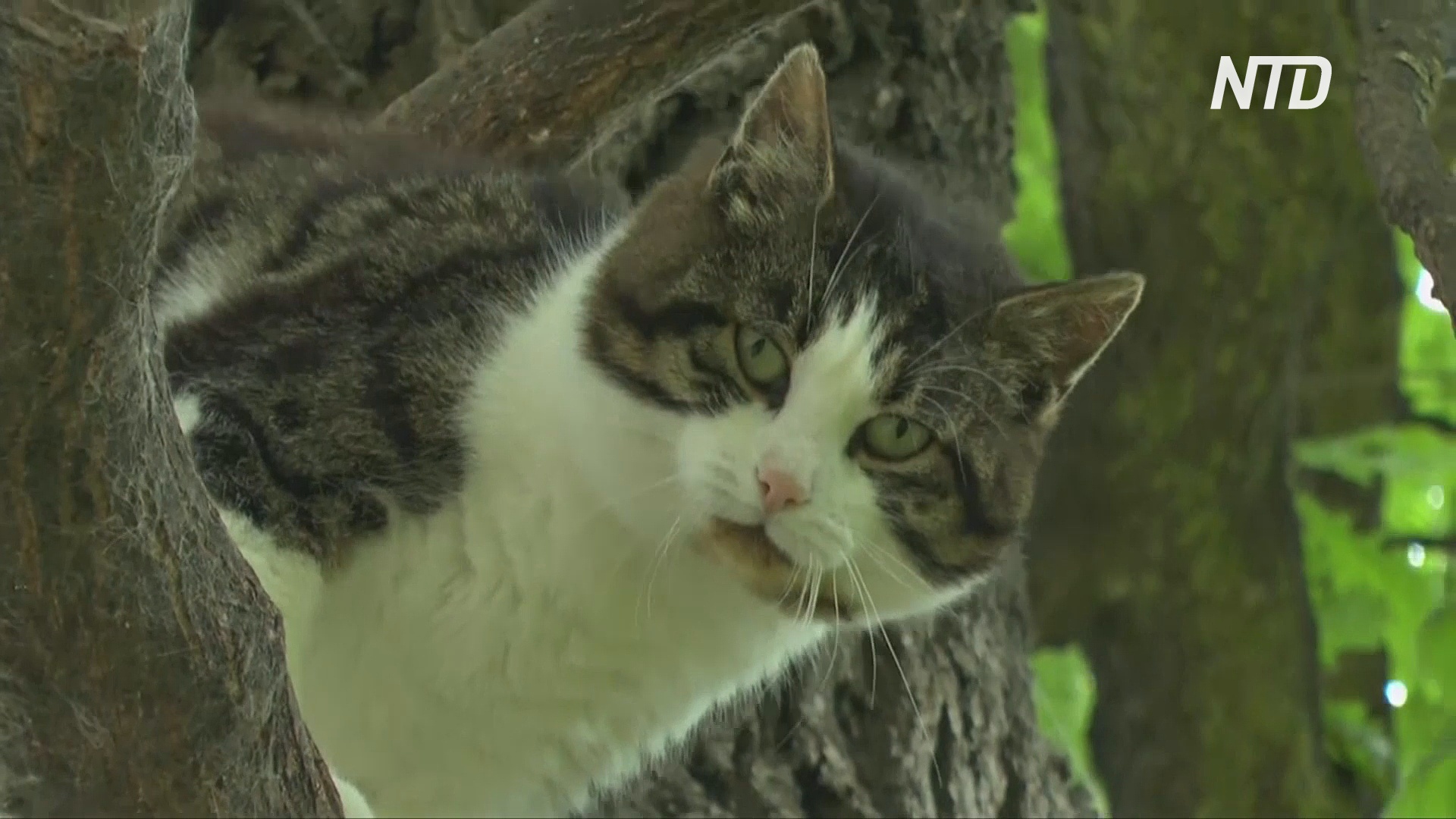 В Польше кот шесть лет живёт на дубе и вниз не собирается