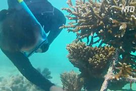 Кораллы погибли из-за двух резких скачков температуры