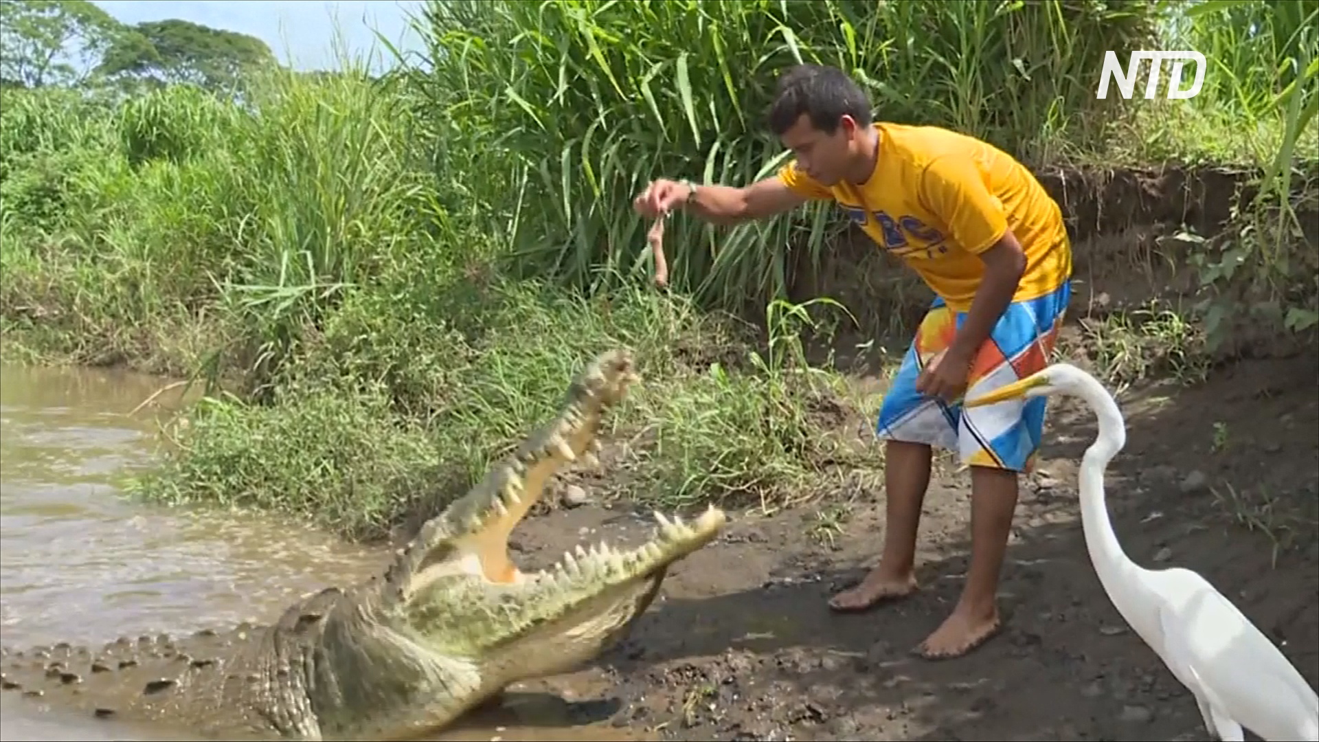 Опасная работа: костариканец выманивает крокодилов на потеху туристам