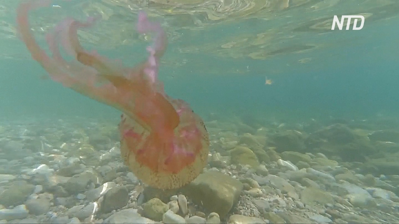 Учёные: нашествия медуз на Лазурном берегу нет