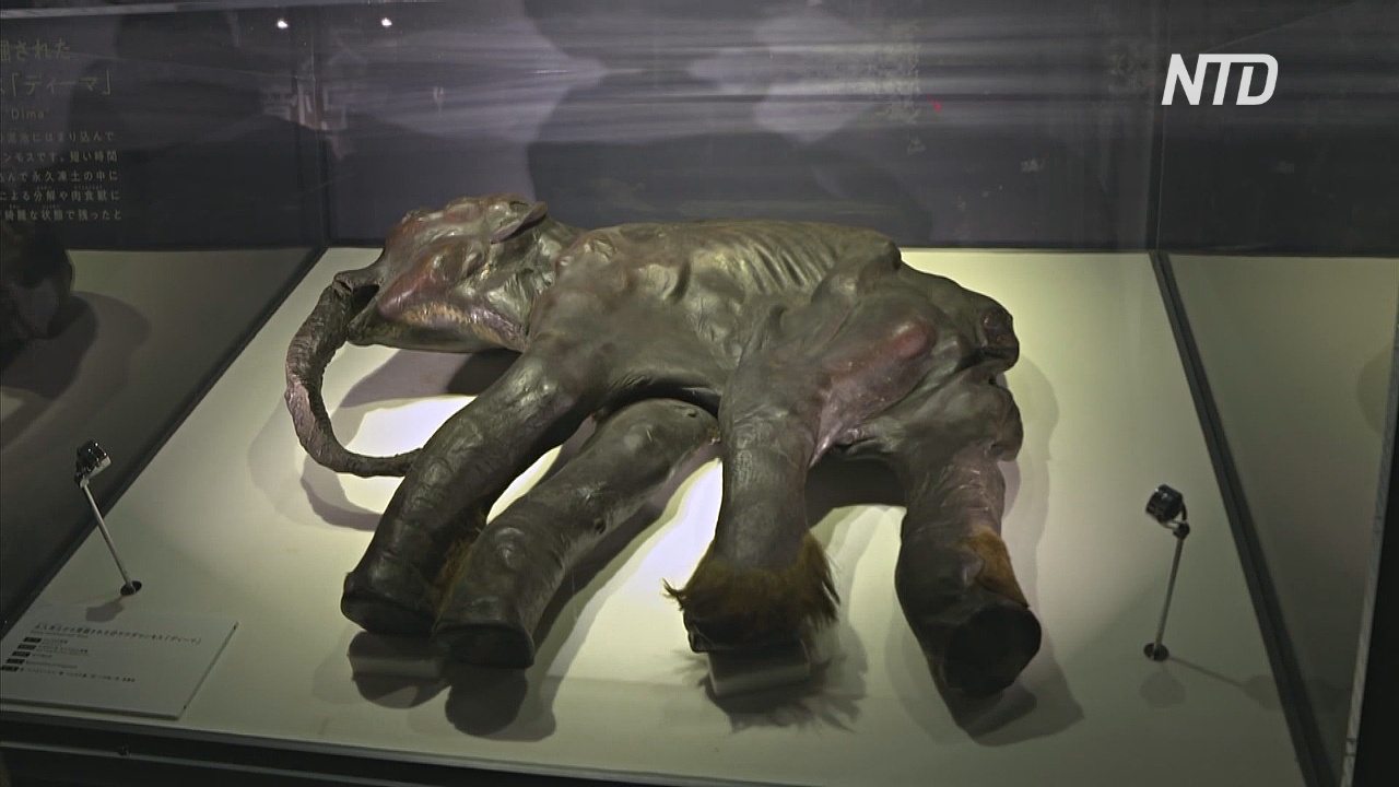 На выставке в Токио исследуют прошлое, настоящее и будущее мамонтов