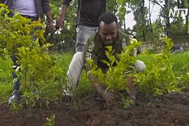 В Эфиопии за день высадили 350 млн деревьев