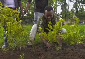 В Эфиопии за день высадили 350 млн деревьев