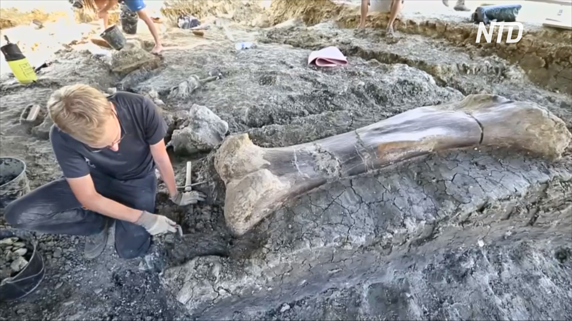 Во Франции раскопали гигантскую бедренную кость зауропода