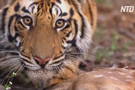 Тигров в Индии стало больше