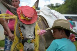 Как чествовали ослов в колумбийском городе Моникира