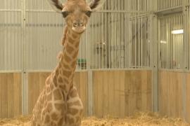 Жирафёнок редкого вида – пополнение в зоопарке Парижа