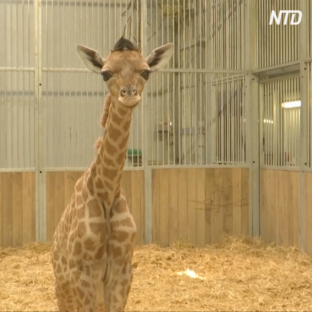 Жирафёнок редкого вида – пополнение в зоопарке Парижа