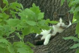 Возомнил себя белкой: польский кот живёт в дупле