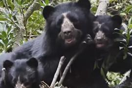 Очковых медведей в Эквадоре теперь не убивают, а спасают