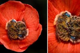 Фотограф снял спящих в цветке пчёл: фото